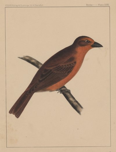 Birds, Plate XXXI by American School